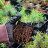 Губернатор назвал лидеров по лесопосадкам в Саратовской области